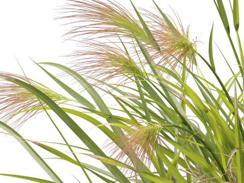 HighpolyLowpoly Aristida behriana Bunch Wiregrass 3D Model