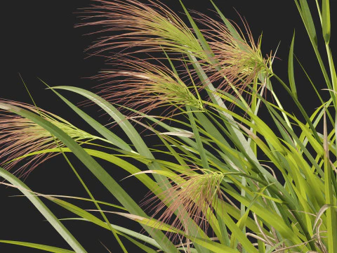 HighpolyLowpoly Aristida behriana Bunch Wiregrass 3D Model