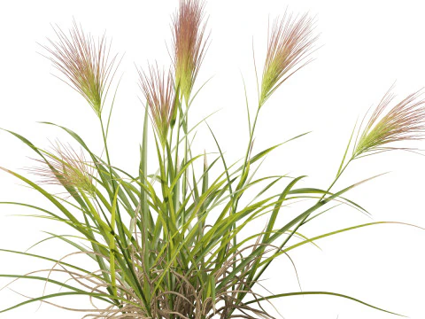 HighpolyLowpoly Aristida behriana Bunch Wiregrass 3D Model