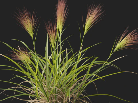 HighpolyLowpoly Aristida behriana Bunch Wiregrass 3D Model