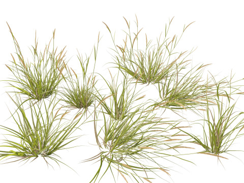 HighpolyLowpoly Astrebla lappacea - Curly Mitchell grass 3D-Modell