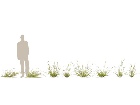HighpolyLowpoly Astrebla lappacea - Curly Mitchell grass 3D Model