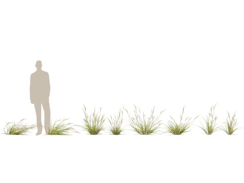 HighpolyLowpoly Astrebla lappacea - Curly Mitchell grass 3D Model