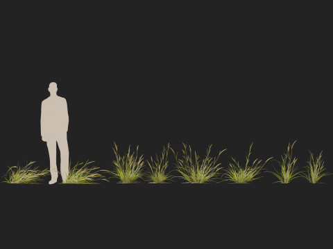 HighpolyLowpoly Astrebla lappacea - Curly Mitchell grass 3D Model