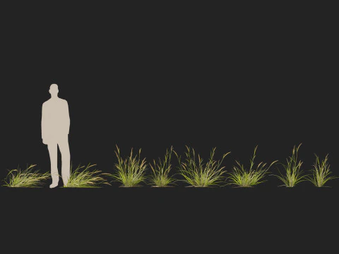 HighpolyLowpoly Astrebla lappacea - Curly Mitchell grass 3D Model