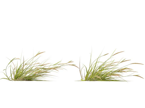 HighpolyLowpoly Astrebla lappacea - Curly Mitchell grass 3D Model