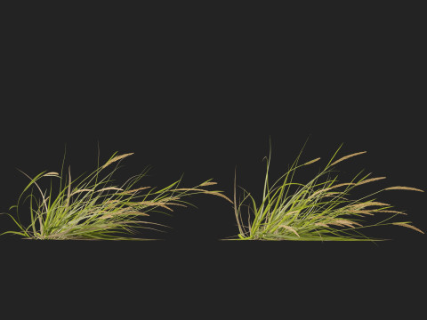 HighpolyLowpoly Astrebla lappacea - Curly Mitchell grass 3D Model