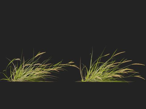 HighpolyLowpoly Astrebla lappacea - Curly Mitchell grass 3D Model