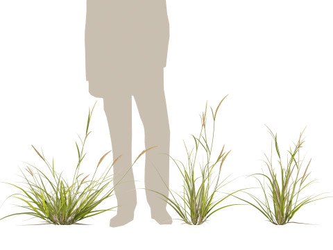 HighpolyLowpoly Astrebla lappacea - Curly Mitchell grass 3D Model