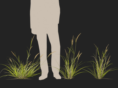 HighpolyLowpoly Astrebla lappacea - Curly Mitchell grass 3D Model