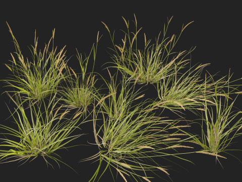 HighpolyLowpoly Astrebla lappacea - Curly Mitchell grass 3D Model