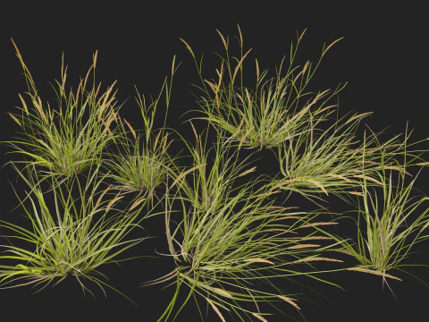 HighpolyLowpoly Astrebla lappacea - Curly Mitchell grass 3D Model