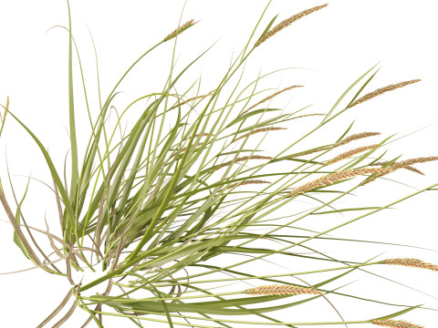 HighpolyLowpoly Astrebla lappacea - Curly Mitchell grass 3D Model