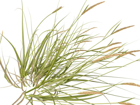 HighpolyLowpoly Astrebla lappacea - Curly Mitchell grass 3D Model