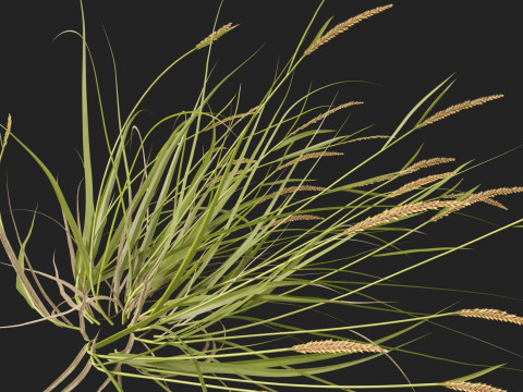 HighpolyLowpoly Astrebla lappacea - Curly Mitchell grass 3D Model