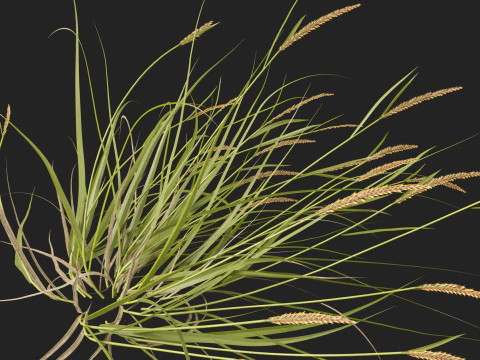 HighpolyLowpoly Astrebla lappacea - Curly Mitchell grass 3D Model