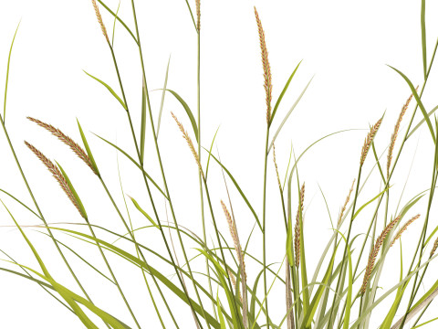 HighpolyLowpoly Astrebla lappacea - Curly Mitchell grass 3D Model
