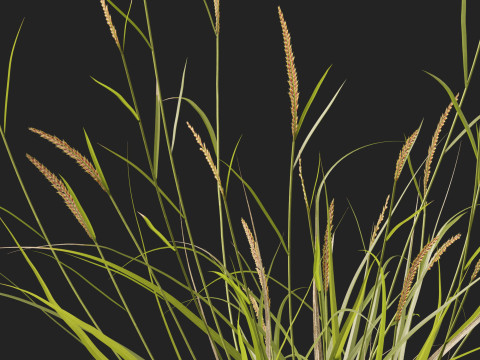 HighpolyLowpoly Astrebla lappacea - Curly Mitchell grass 3D Model