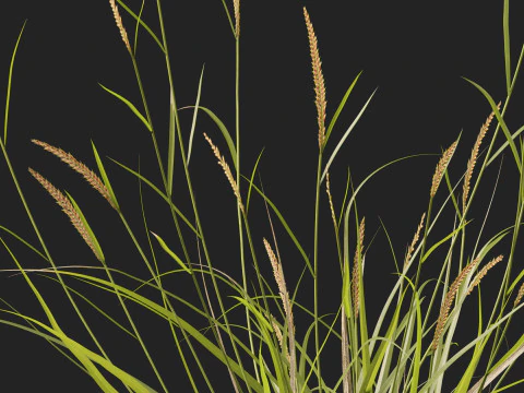 HighpolyLowpoly Astrebla lappacea - Curly Mitchell grass 3D Model
