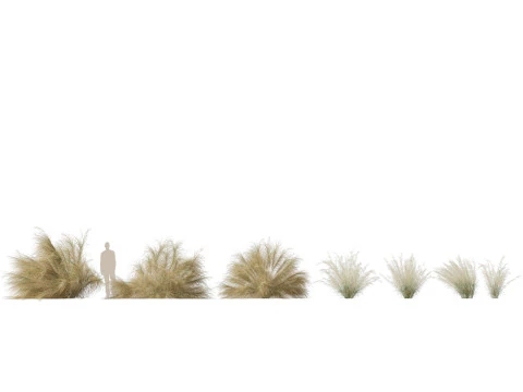 HighpolyLowpoly Austrostipa ramosissima Erba di bamb&ugrave; robusta Modello 3D