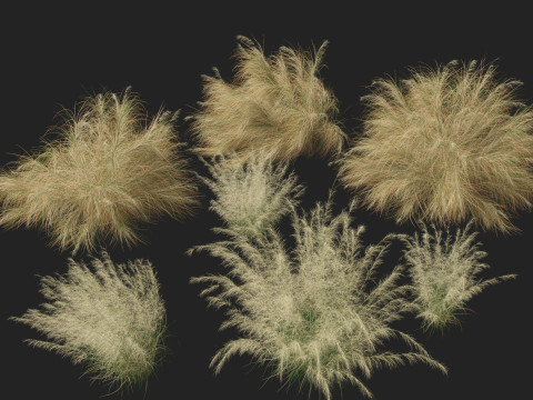 HighpolyLowpoly Austrostipa ramosissima Stout Bamboo Grass 3D Модель