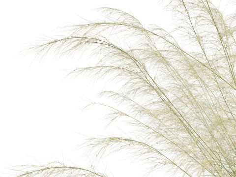 HighpolyLowpoly Austrostipa ramosissima Erba di bamb&ugrave; robusta Modello 3D