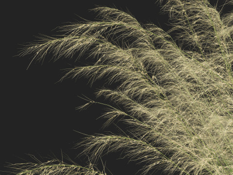 HighpolyLowpoly Austrostipa ramosissima Stout Bamboo Grass 3D Модель