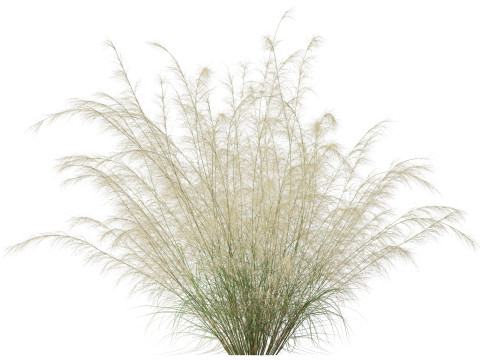 HighpolyLowpoly Austrostipa ramosissima Stout Bamboo Grass 3D Модель