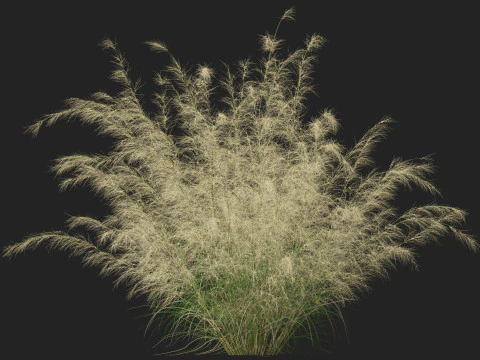 HighpolyLowpoly Austrostipa ramosissima Erba di bamb&ugrave; robusta Modello 3D