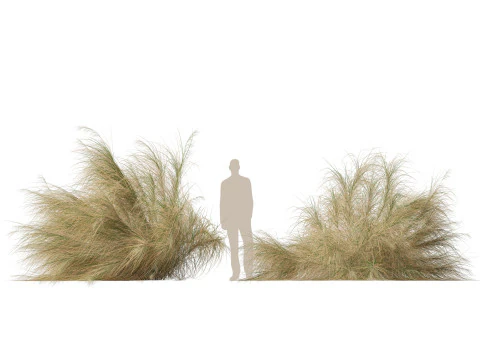 HighpolyLowpoly Austrostipa ramosissima Erba di bamb&ugrave; robusta Modello 3D