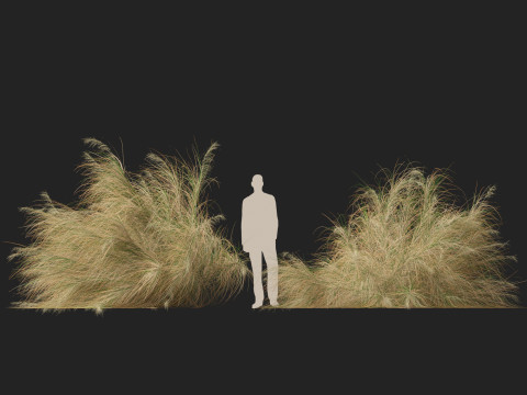 HighpolyLowpoly Austrostipa ramosissima Stout Bamboo Grass 3D Модель