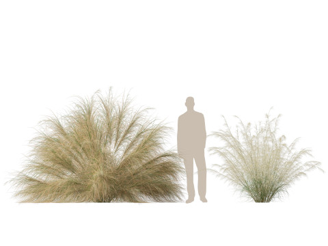 HighpolyLowpoly Austrostipa ramosissima Stout Bamboo Grass 3D Модель