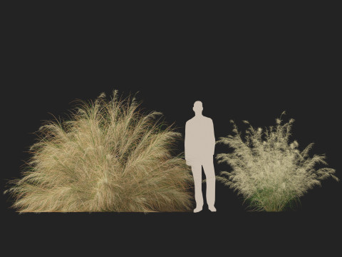 HighpolyLowpoly Austrostipa ramosissima Stout Bamboo Grass 3D Модель