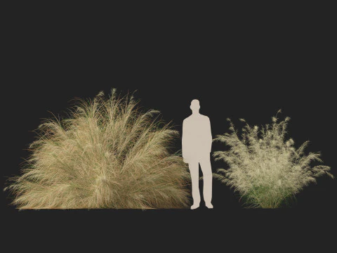 HighpolyLowpoly Austrostipa ramosissima Erba di bamb&ugrave; robusta Modello 3D