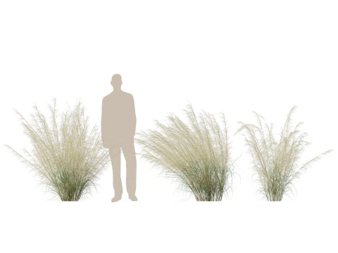 HighpolyLowpoly Austrostipa ramosissima Erba di bamb&ugrave; robusta Modello 3D