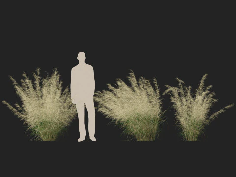 HighpolyLowpoly Austrostipa ramosissima Erba di bamb&ugrave; robusta Modello 3D