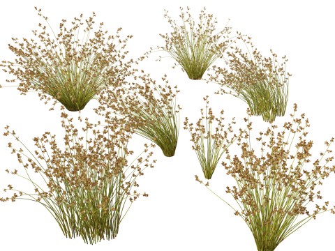 HighpolyLowpoly Baloskion pallens - Didgery Sticks-Native Rush 3D 模型