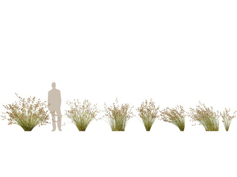 HighpolyLowpoly Baloskion pallens - Didgery Sticks-Native Rush 3D Modell