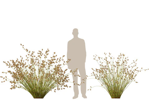 HighpolyLowpoly Baloskion pallens - Didgery Sticks-Native Rush Modelo 3D