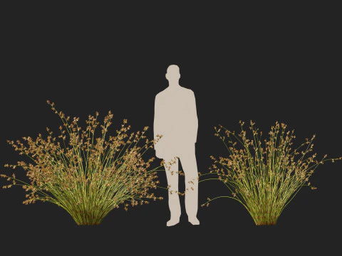 HighpolyLowpoly Baloskion pallens - Didgery Sticks-Native Rush Modelo 3D