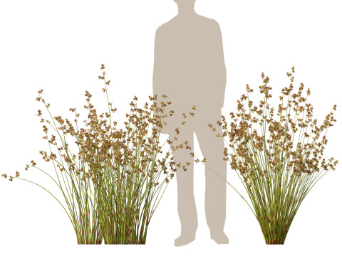 HighpolyLowpoly Baloskion pallens - Didgery Sticks-Native Rush 3D Modell