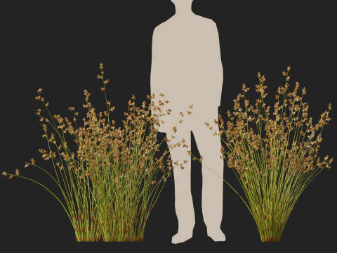 HighpolyLowpoly Baloskion pallens - Didgery Sticks-Native Rush Modelo 3D