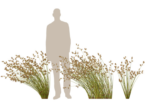 HighpolyLowpoly Baloskion pallens - Didgery Sticks-Native Rush 3D Modell