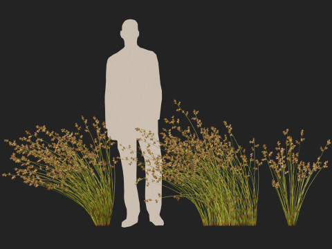 HighpolyLowpoly Baloskion pallens - Didgery Sticks-Native Rush 3D Modell