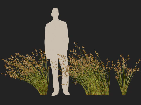 HighpolyLowpoly Baloskion pallens - Didgery Sticks-Native Rush Modelo 3D