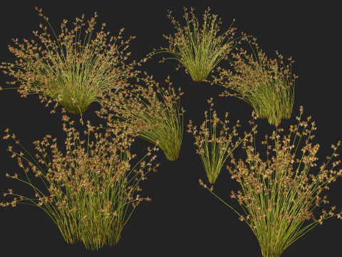 HighpolyLowpoly Baloskion pallens - Didgery Sticks-Native Rush Modelo 3D