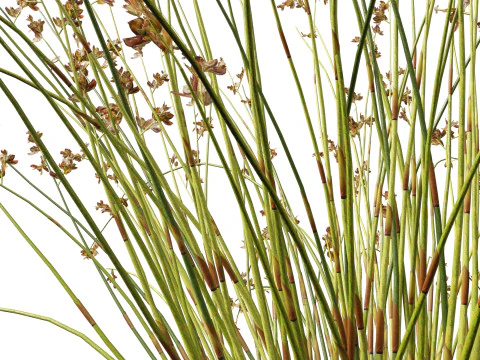 HighpolyLowpoly Baloskion pallens - Didgery Sticks-Native Rush Modelo 3D