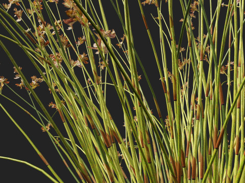 HighpolyLowpoly Baloskion pallens - Didgery Sticks-Native Rush 3D Modell