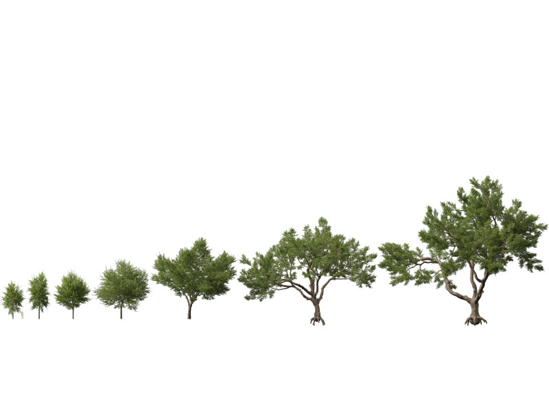HighpolyLowpoly Quercus Virginiana live oak 3Dモデル .c4d .max .obj .3ds .fbx .stl .blend