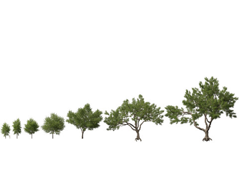 HighpolyLowpoly Quercus Virginiana live oak 3Dモデル